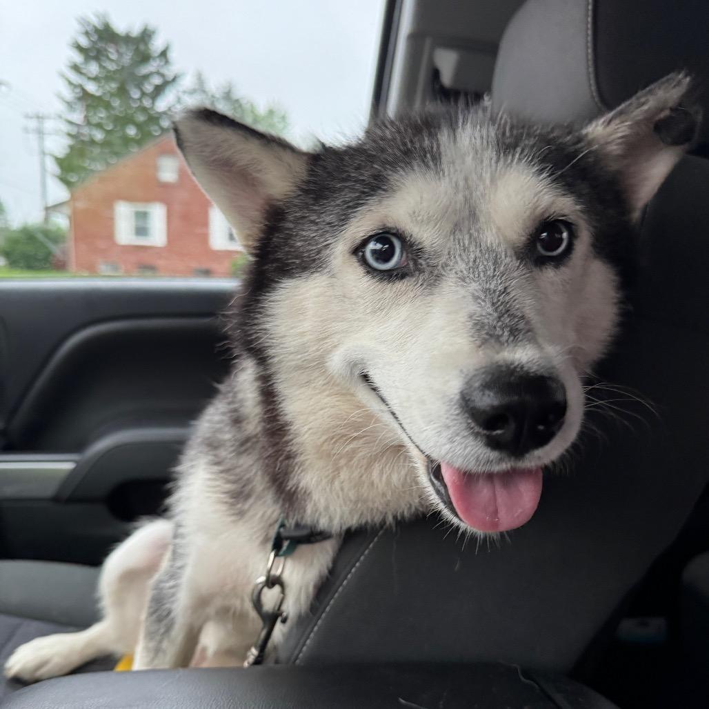 Enlarge Sky, a Adoptable Siberian Husky in Greenfield, IN image 2/2