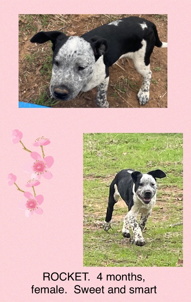 Rocket, a Adoptable mixed breed in Seminole, OK image 3/4