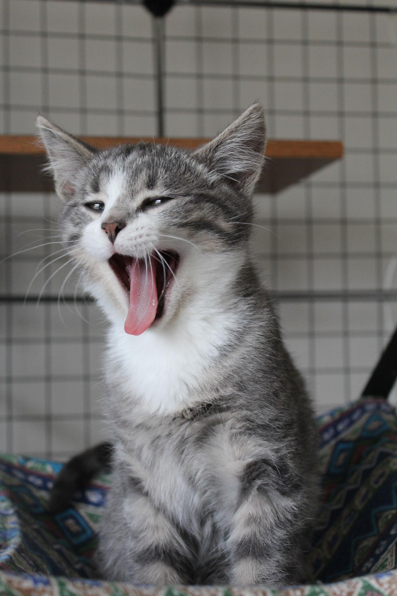Gordito, a Adoptable Domestic Short Hair in Laramie, WY image 1/3