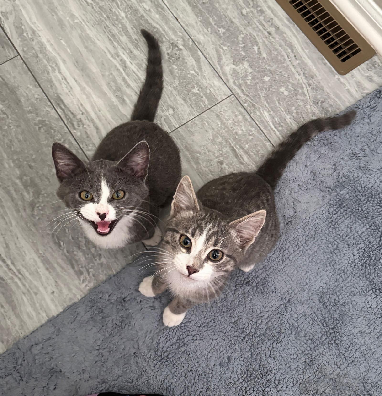 Gordito, a Adoptable Domestic Short Hair in Laramie, WY image 3/3