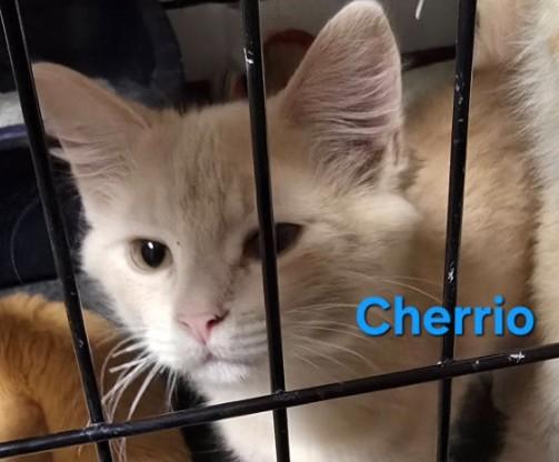 Enlarge Cherrio, a Adoptable Domestic Short Hair in Buena Vista, VA image 1/1