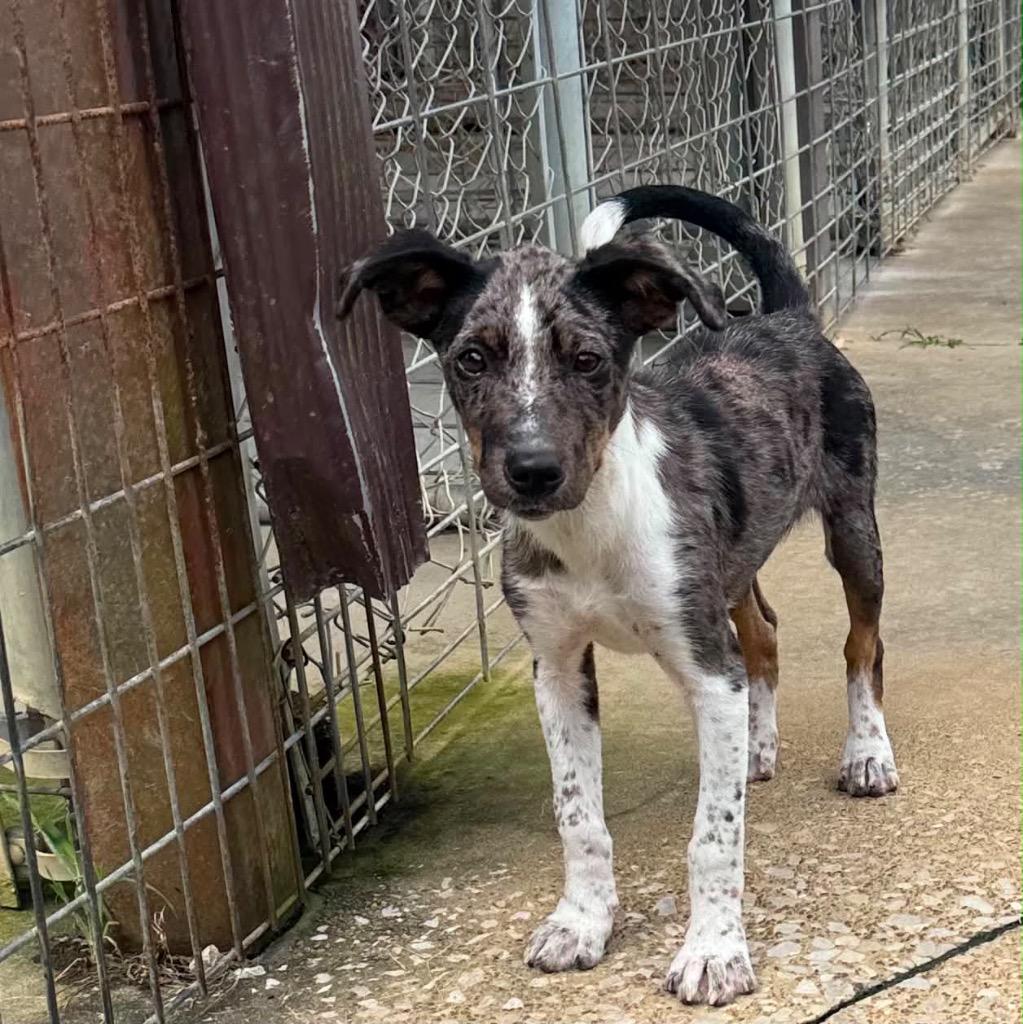 Evie, Adoptable, Puppy Female Mixed Breed.