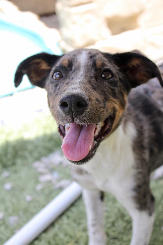 Evie, a Adoptable mixed breed in Morgantown, KY image 2/5