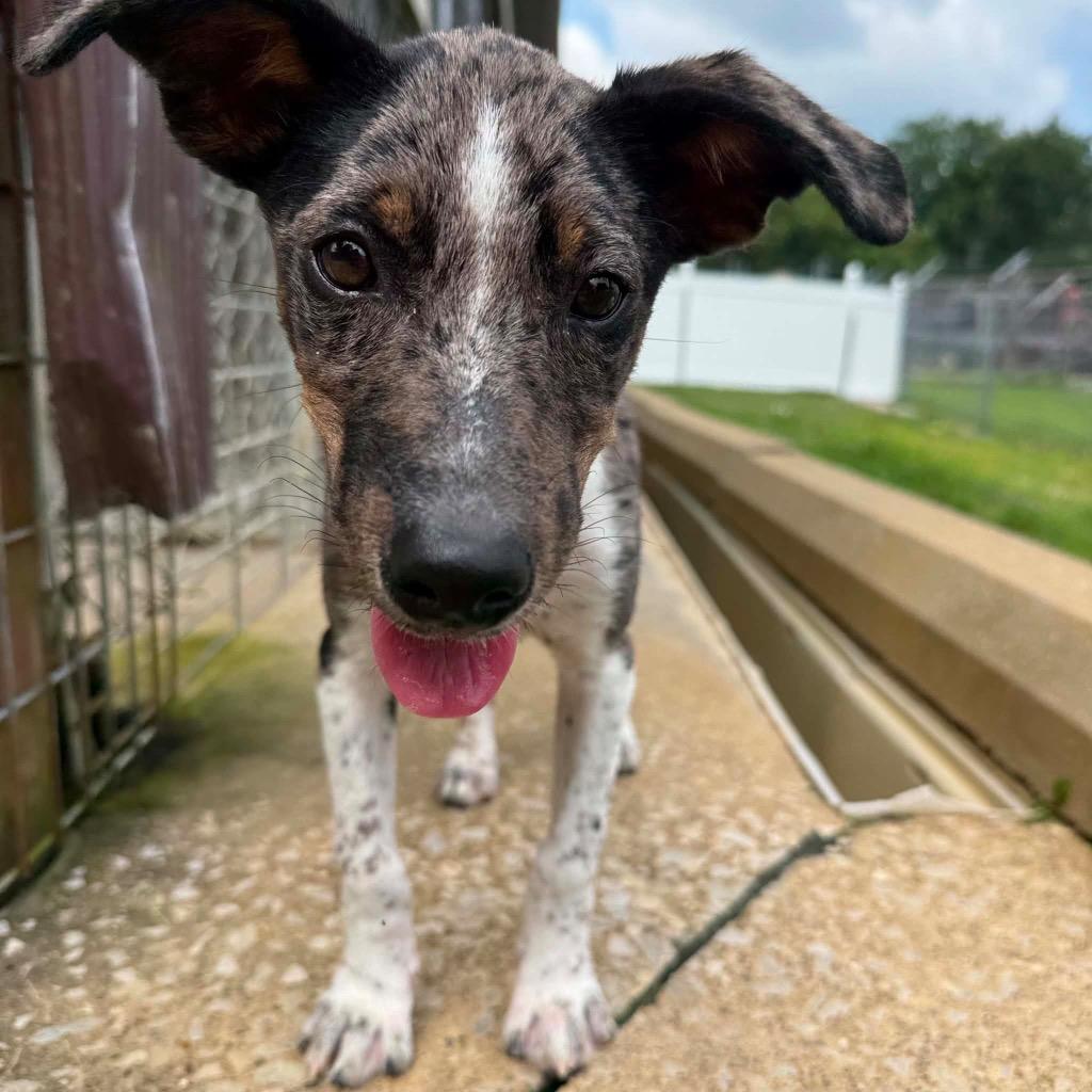 Evie, a Adoptable mixed breed in Morgantown, KY image 3/5