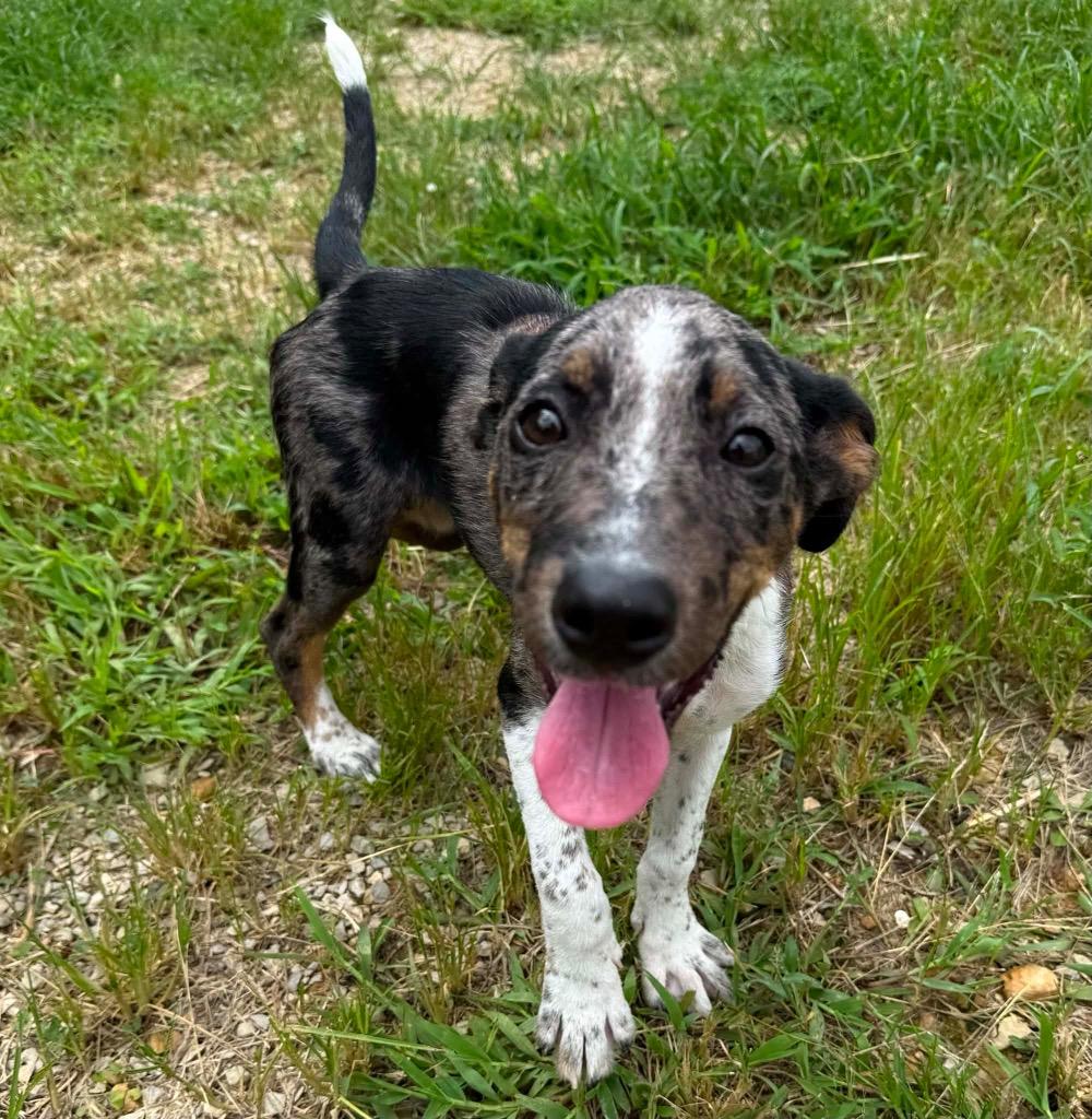 Evie, a Adoptable mixed breed in Morgantown, KY image 4/5