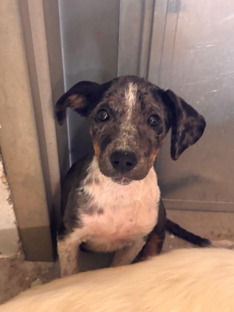Evie, Adoptable, Puppy Female Mixed Breed.