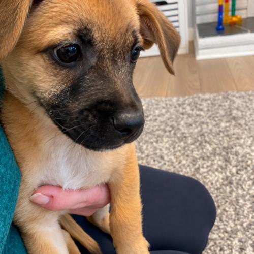 Enlarge TJ, a Adoptable mixed breed in Langley, BC image 1/4