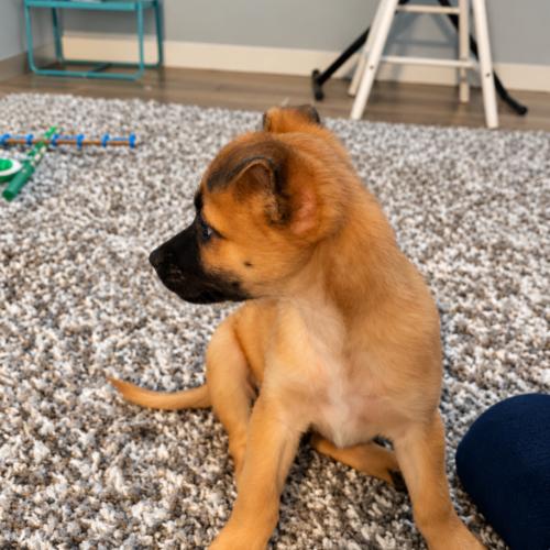 Enlarge TJ, a Adoptable mixed breed in Langley, BC image 2/4