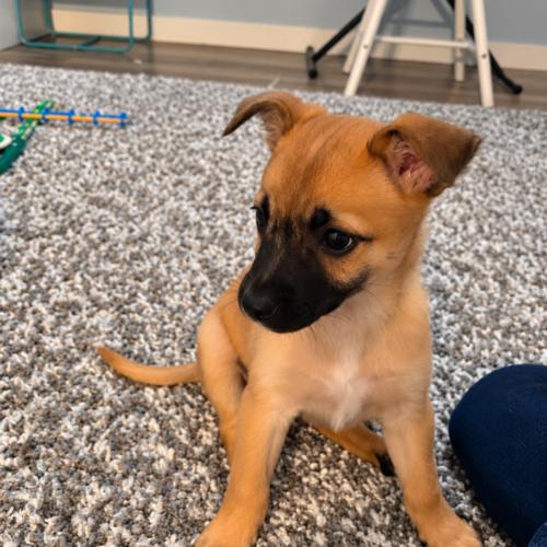 Enlarge TJ, a Adoptable mixed breed in Langley, BC image 4/4