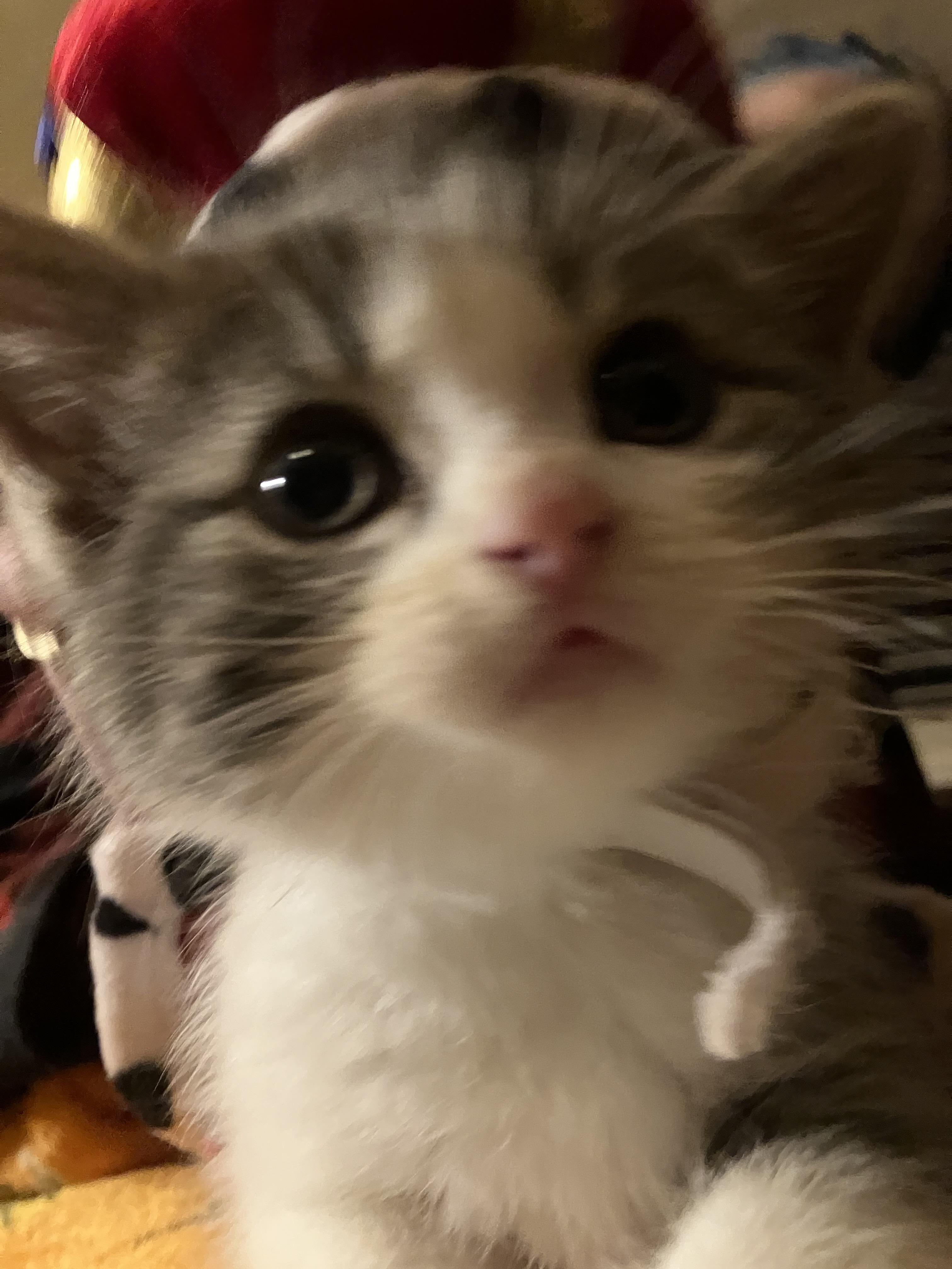 Alexander HamMEOWton