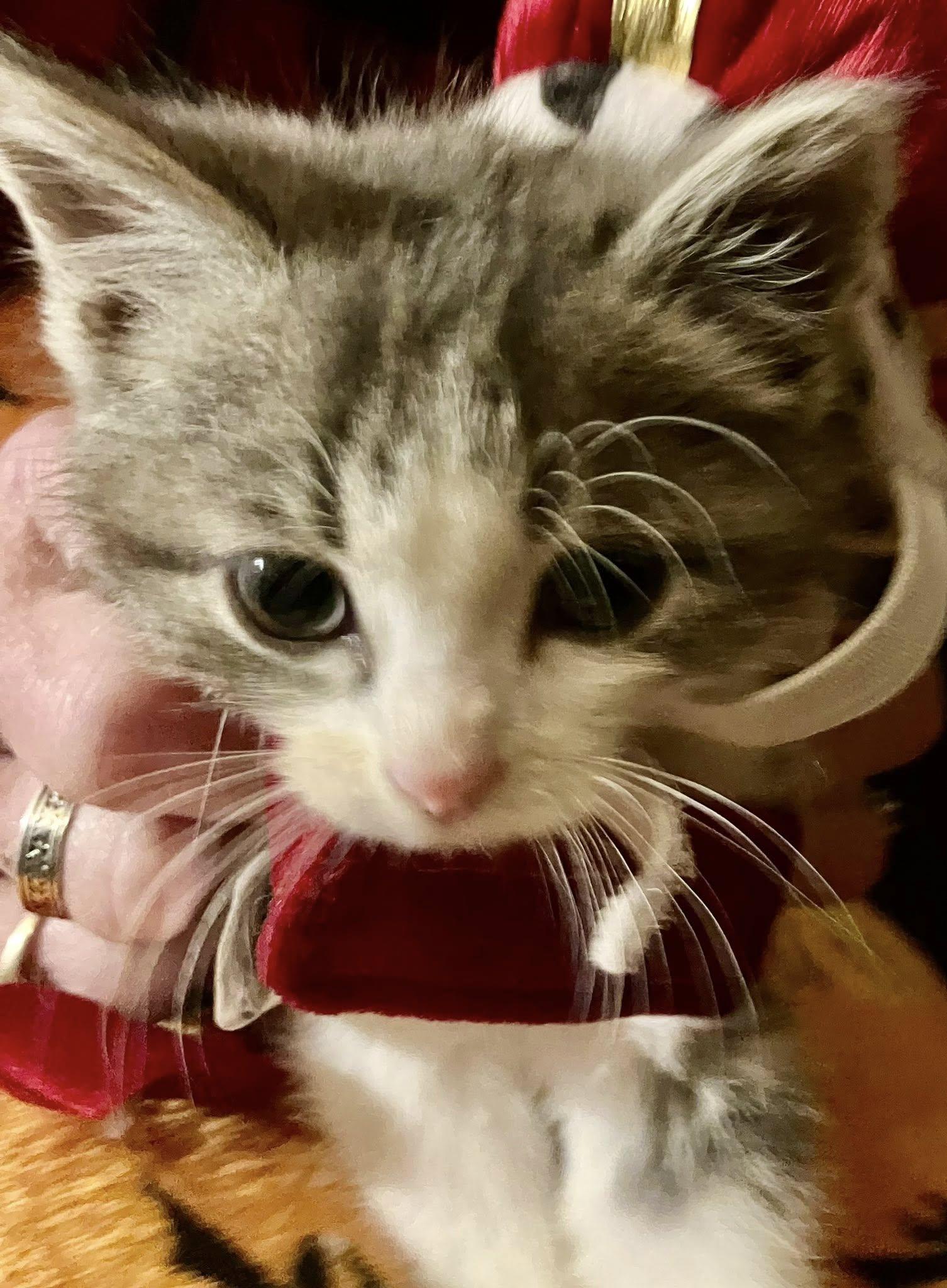 Alexander HamMEOWton