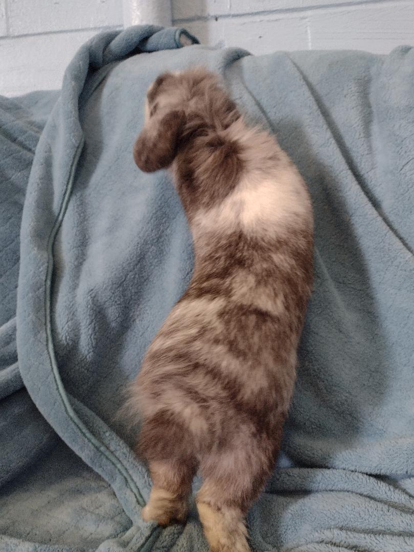 Enlarge Alfie, a ADOPTABLE mixed breed in Plymouth, MI image 3/3