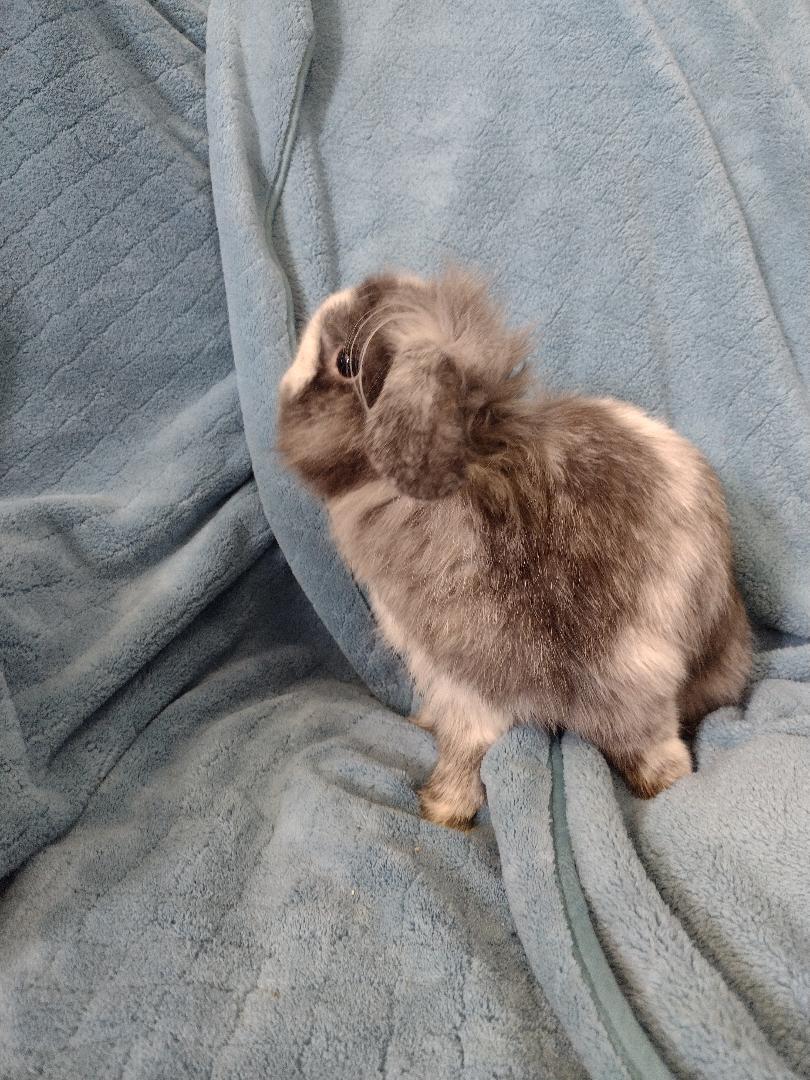 Enlarge Alfie, a ADOPTABLE mixed breed in Plymouth, MI image 2/3