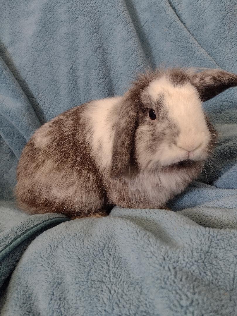 Alfie, ADOPTABLE, Adult Male Lionhead & Mini Lop.