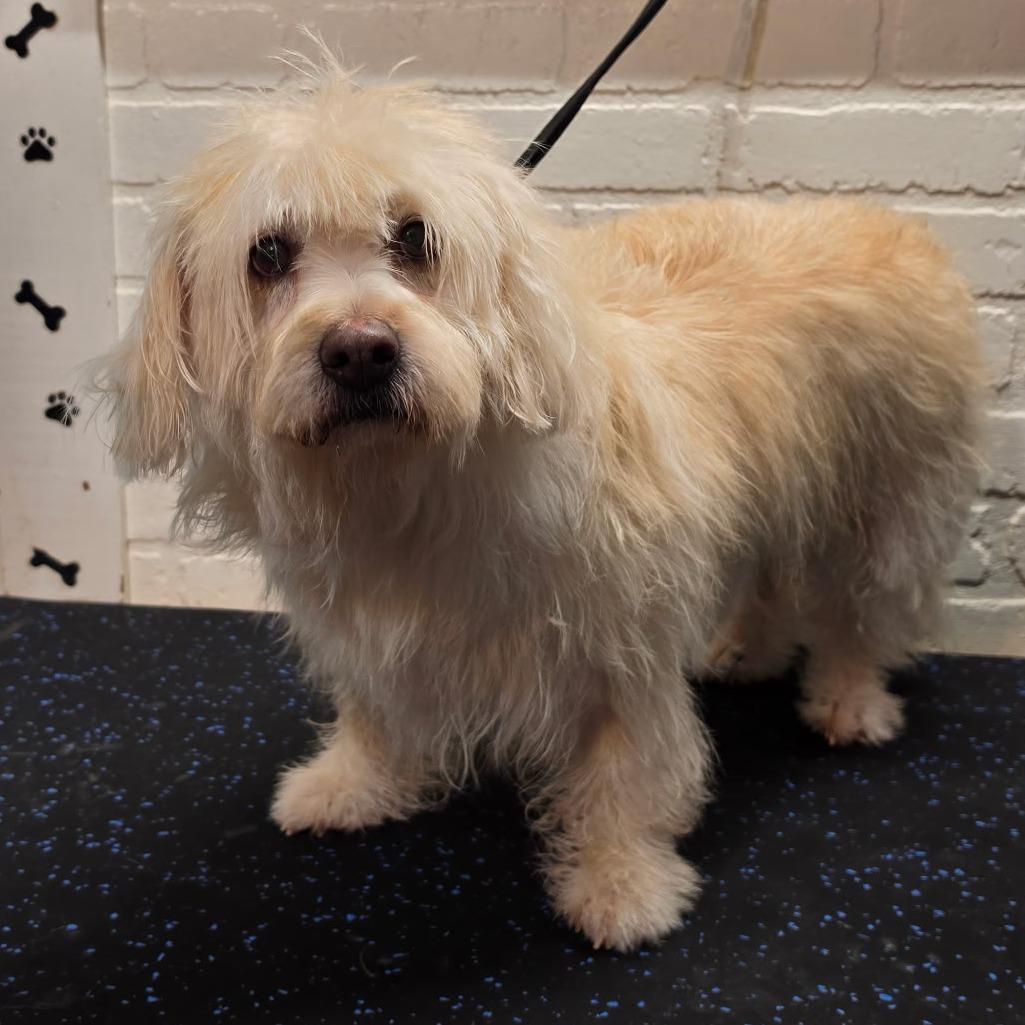 D26-022 Dandy, Adoptable, Senior Female Wheaten Terrier.