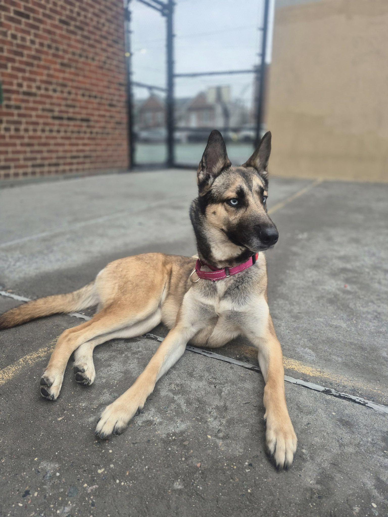 Luna, a ADOPTABLE mixed breed in Ossining, NY image 2/4