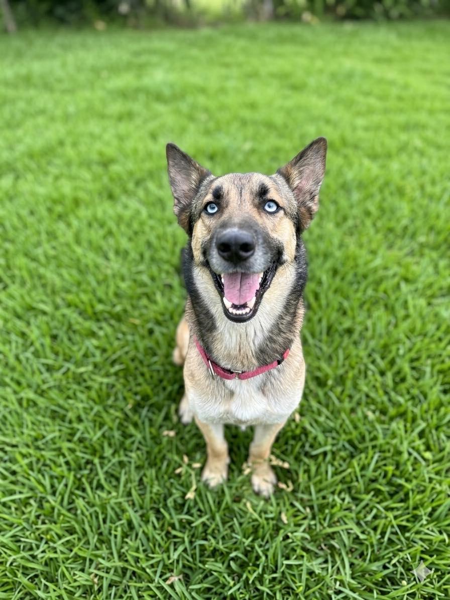 Luna, a ADOPTABLE mixed breed in Ossining, NY image 1/4