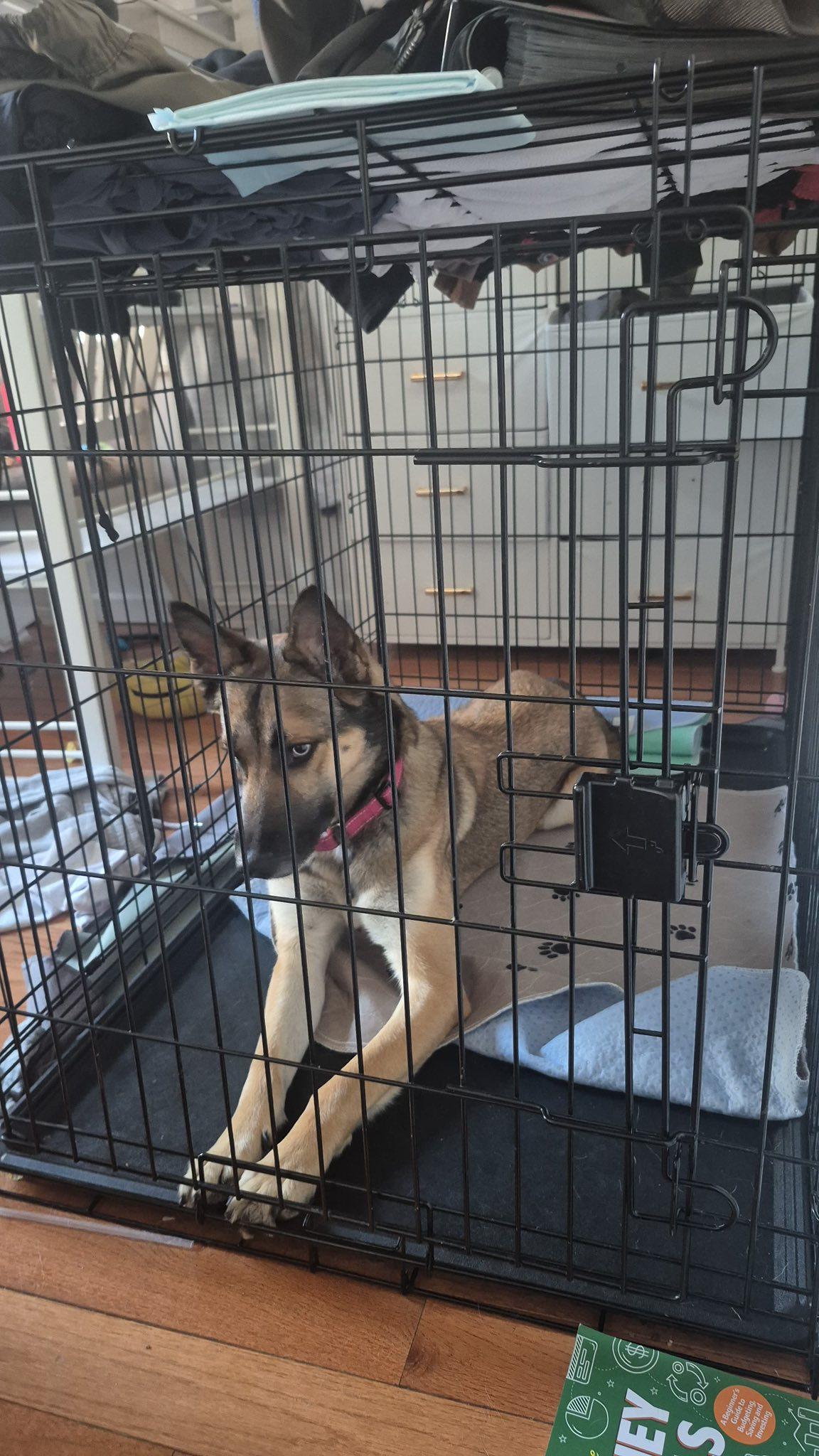 Luna, a ADOPTABLE mixed breed in Ossining, NY image 3/4