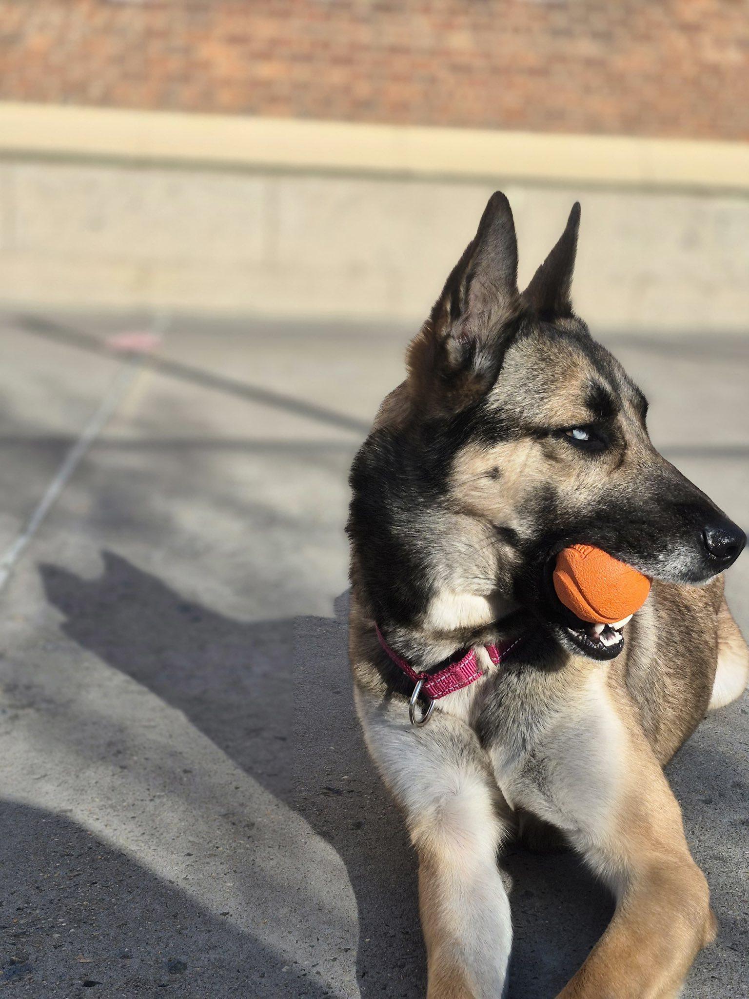 Luna, a ADOPTABLE mixed breed in Ossining, NY image 4/4