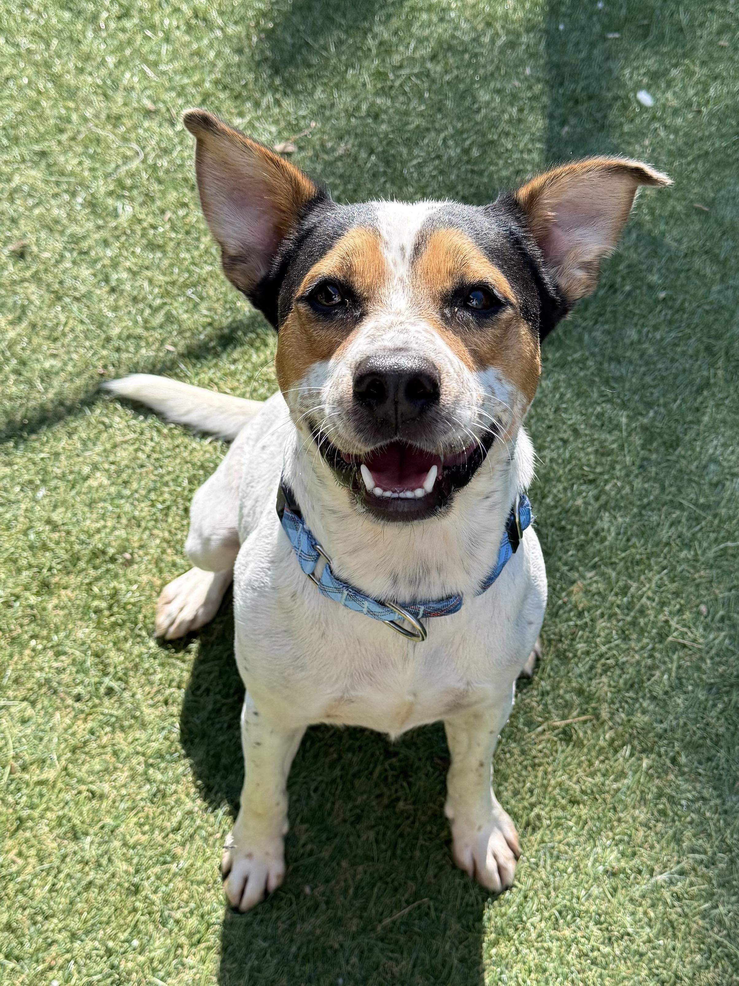 Bingo, adopted, Young Male Mixed Breed.