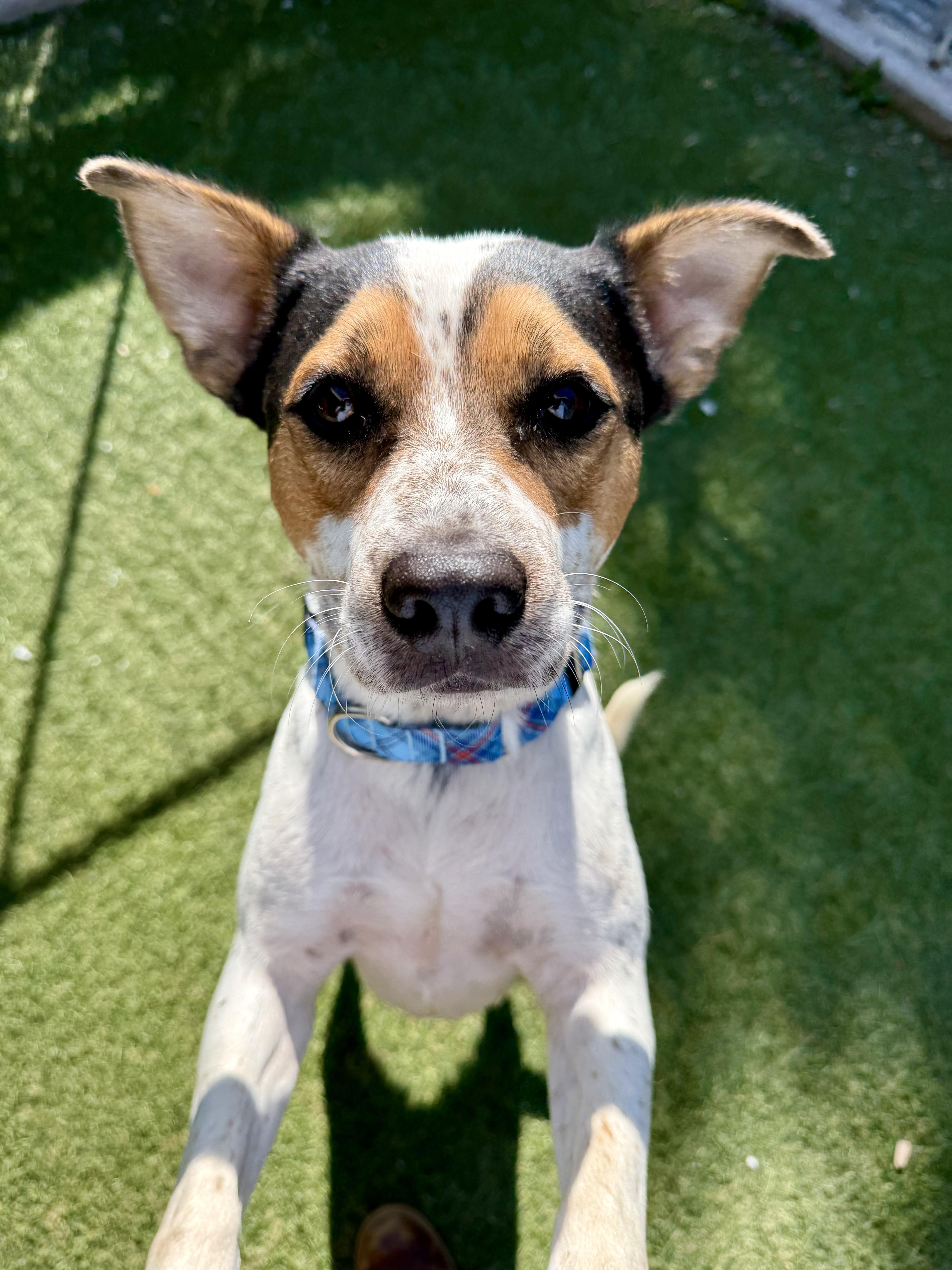 Enlarge Bingo, an adopted Mixed Breed in Sudbury, MA image 2/5