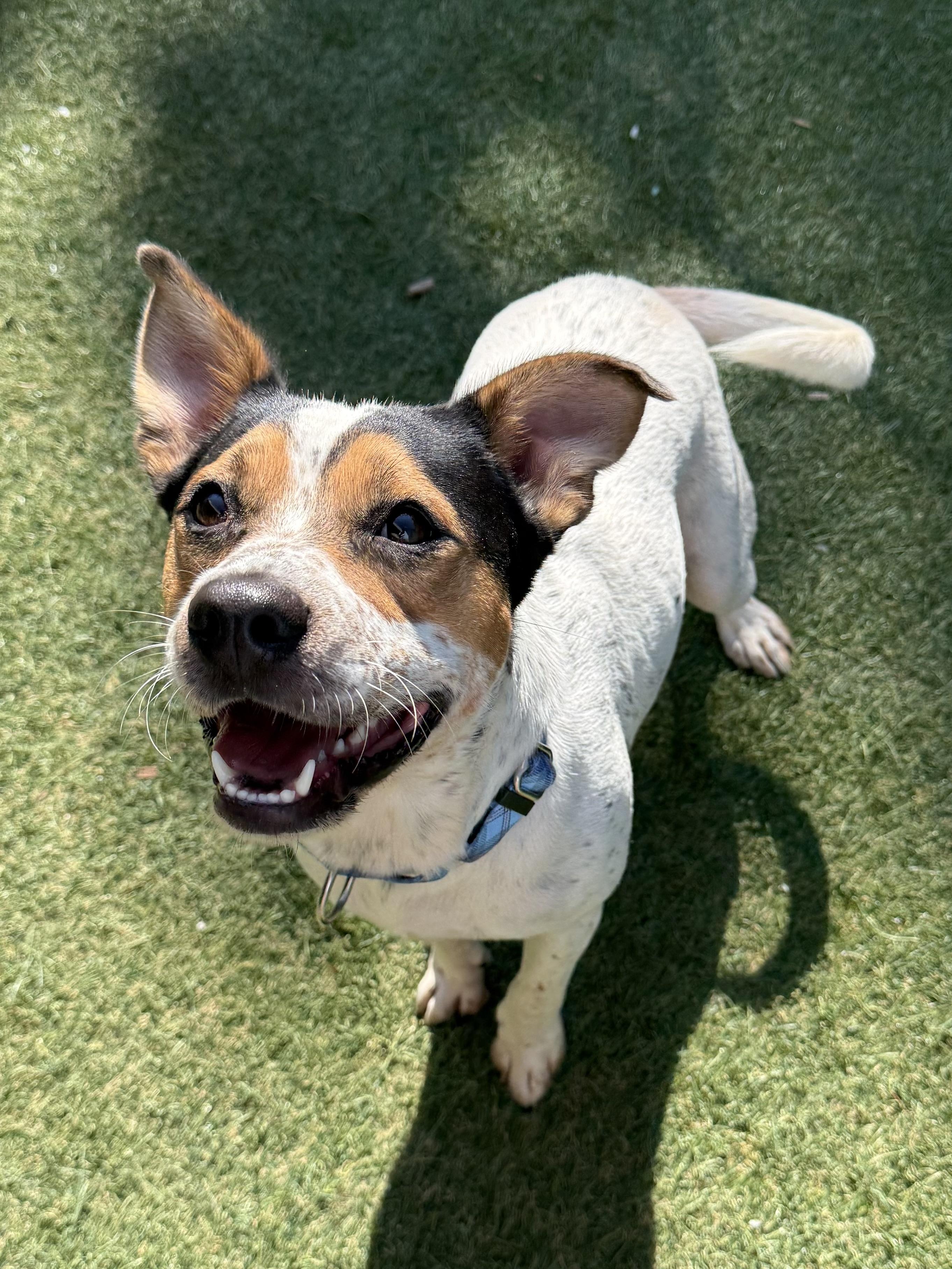 Enlarge Bingo, an adopted Mixed Breed in Sudbury, MA image 3/5
