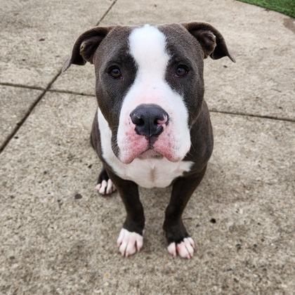 Enlarge Hipper, a Adoptable mixed breed in Indianapolis, IN image 1/6