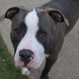 Enlarge Hipper, a Adoptable mixed breed in Indianapolis, IN image 2/6