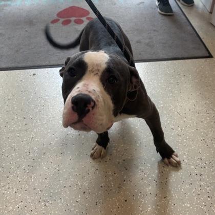 Enlarge Hipper, a Adoptable mixed breed in Indianapolis, IN image 3/6