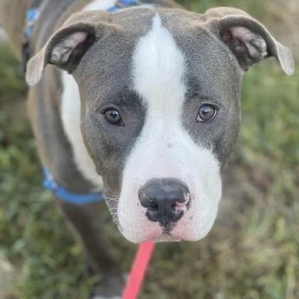 Enlarge Hipper, a Adoptable mixed breed in Indianapolis, IN image 4/6