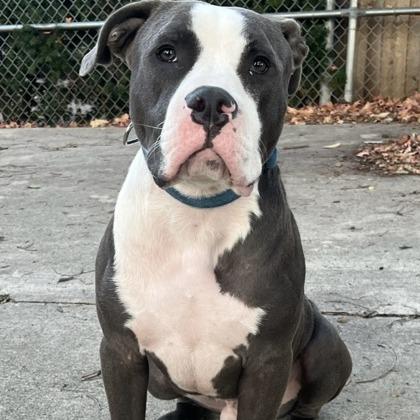 Enlarge Hipper, a Adoptable mixed breed in Indianapolis, IN image 5/6