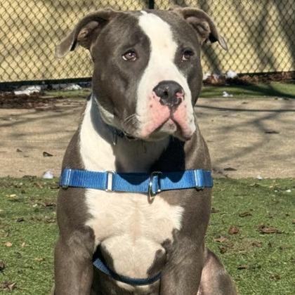 Enlarge Hipper, a Adoptable mixed breed in Indianapolis, IN image 6/6