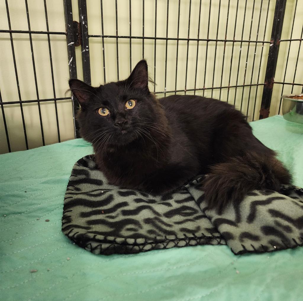 Enlarge Stella Blue, a Adopted mixed breed in Auburn, IN image 1/1