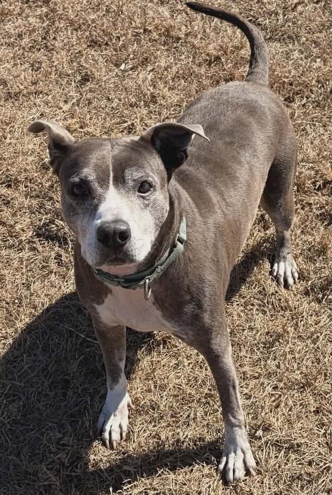 Shelly (Retired Cell Dog), Adoptable, Adult Female Pit Bull Terrier.