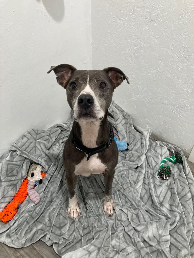 Enlarge Shelly (Retired Cell Dog), a Adoptable Pit Bull Terrier in Labelle, FL image 1/1
