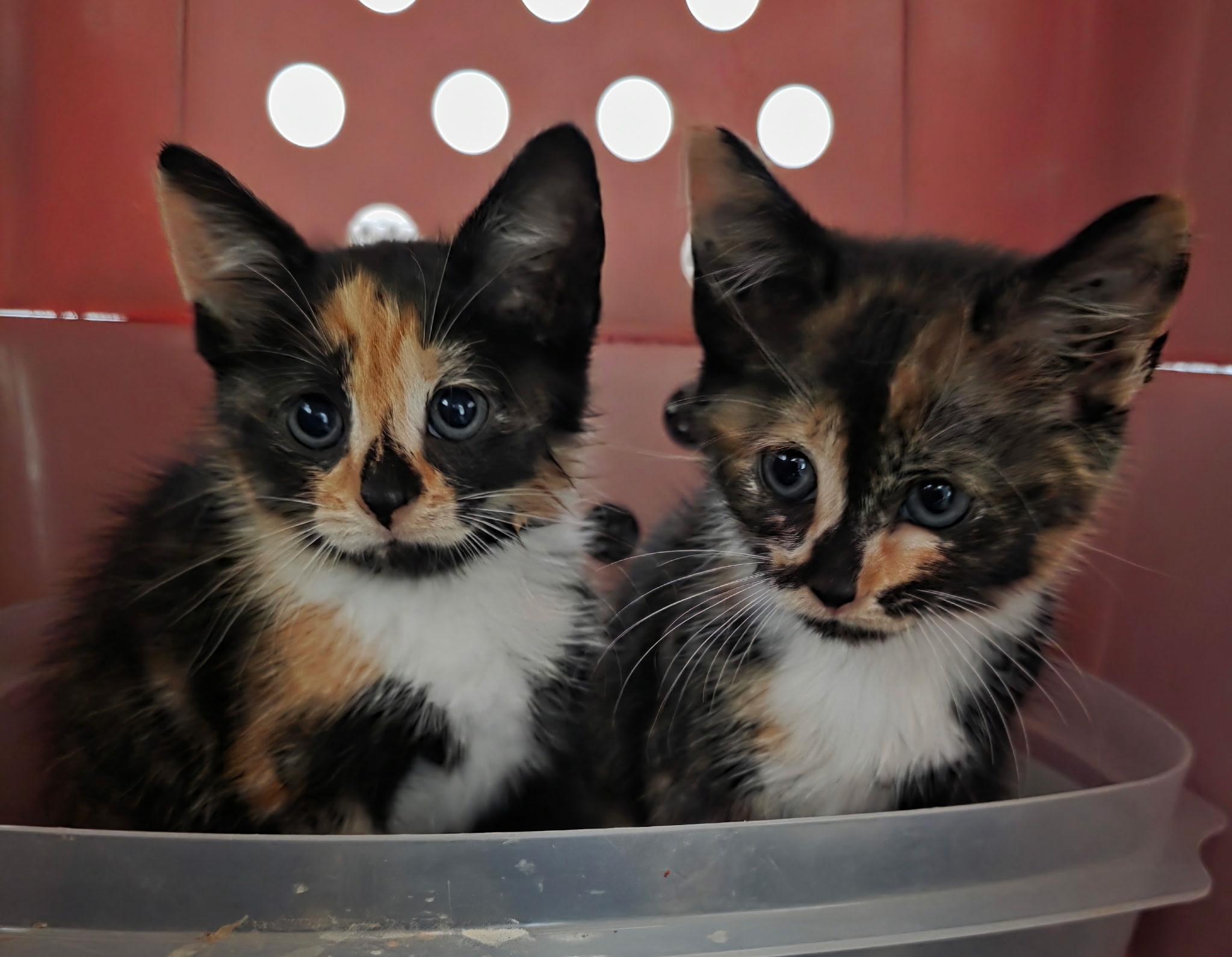 Daisy & Layla - Adopted Together, Adopted, Kitten Female Domestic Short Hair.