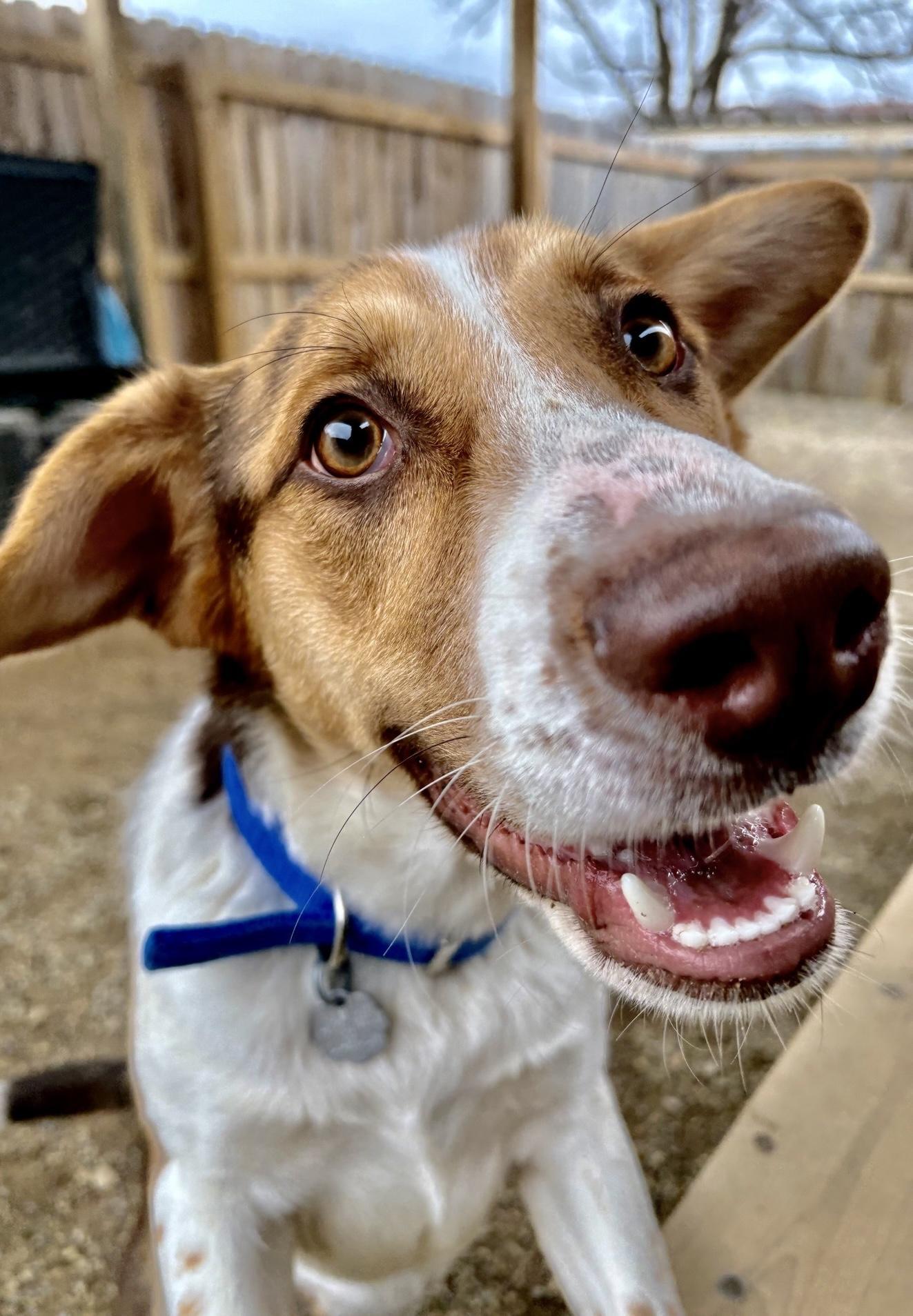 Alister, Adoptable, Young Male Australian Shepherd & Mixed Breed.