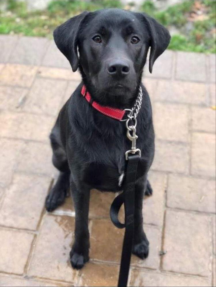 LOUIE, Adoptable, Young Male Labrador Retriever & Great Pyrenees.