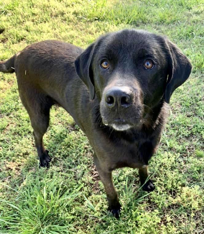 Enlarge LOUIE, a Adoptable mixed breed in Holbrook, NY image 2/3