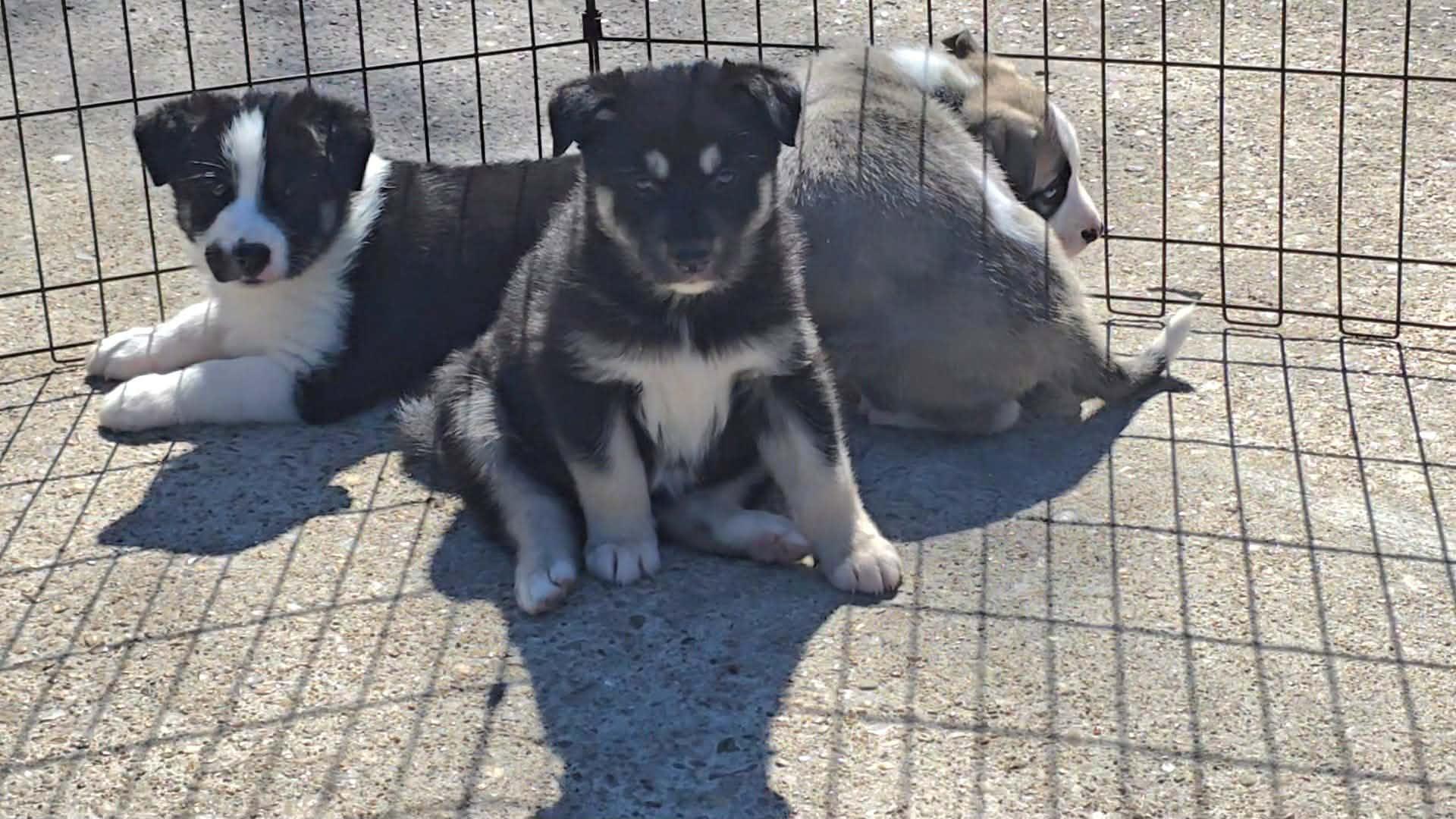 Enlarge Cupcake, a Adoptable mixed breed in Commerce City, CO image 6/6