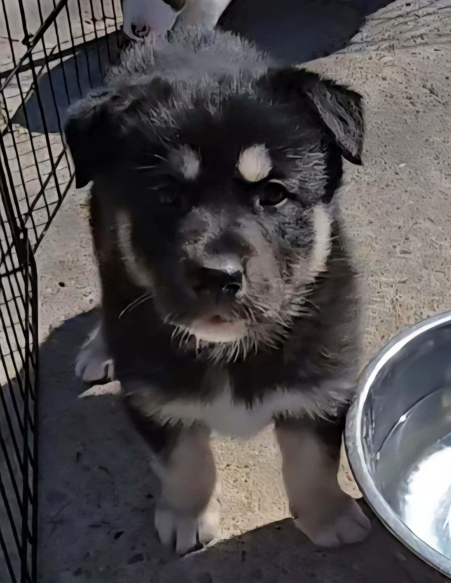 Cupcake, Adoptable, Puppy Female Shepherd & Husky.