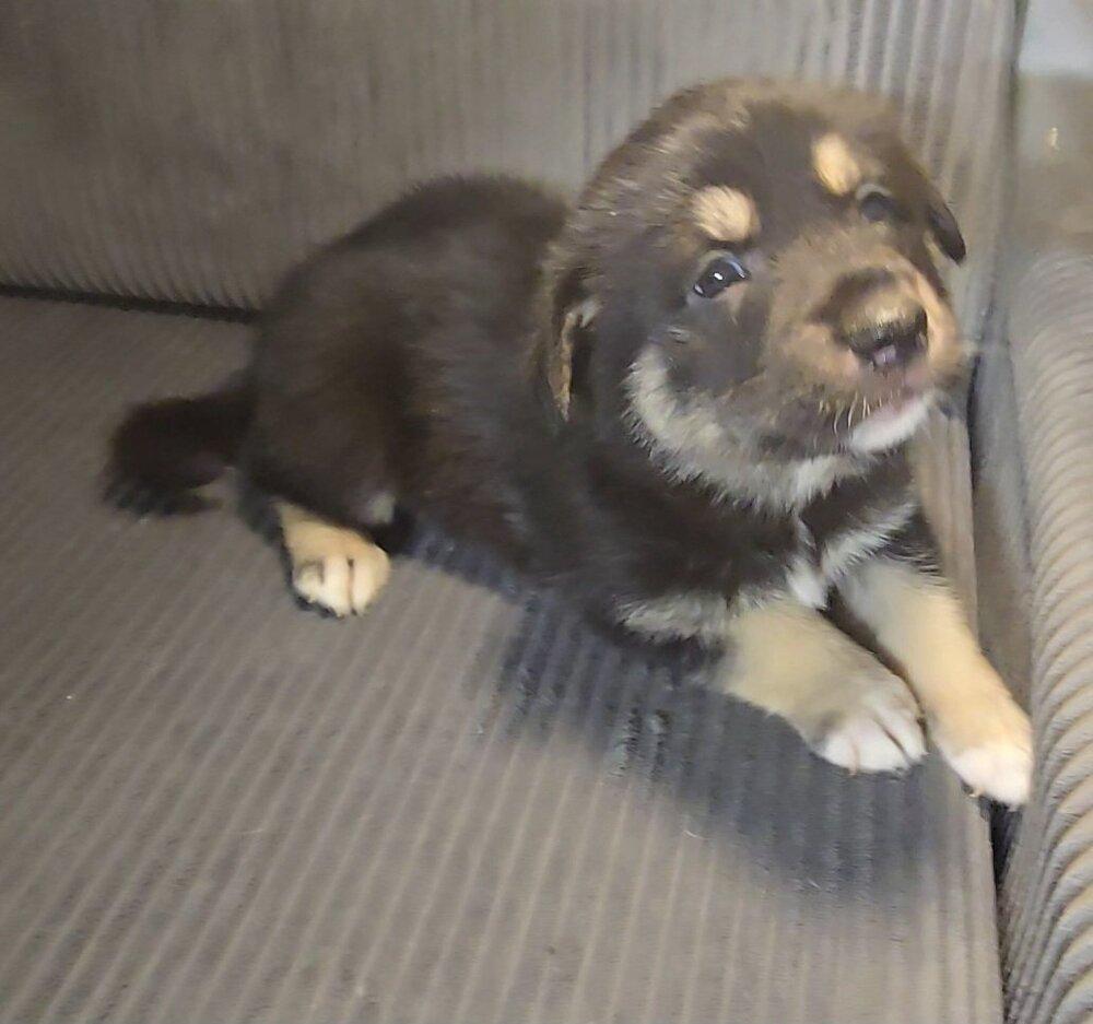 Enlarge Cupcake, a Adoptable mixed breed in Commerce City, CO image 2/6