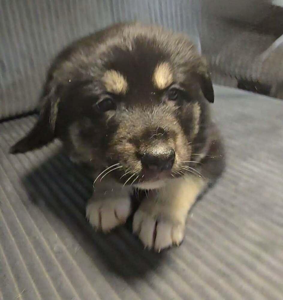 Enlarge Cupcake, a Adoptable mixed breed in Commerce City, CO image 3/6