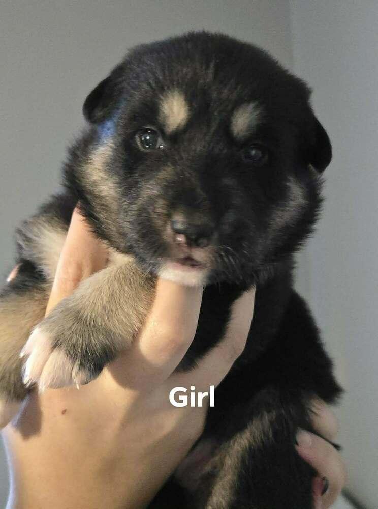 Enlarge Cupcake, a Adoptable mixed breed in Commerce City, CO image 5/6