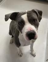 TANK, ADOPTABLE, Adult Male Terrier.