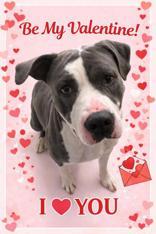 Enlarge TANK, a ADOPTABLE mixed breed in Boerne, TX image 4/4