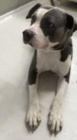 Enlarge TANK, a ADOPTABLE mixed breed in Boerne, TX image 2/4