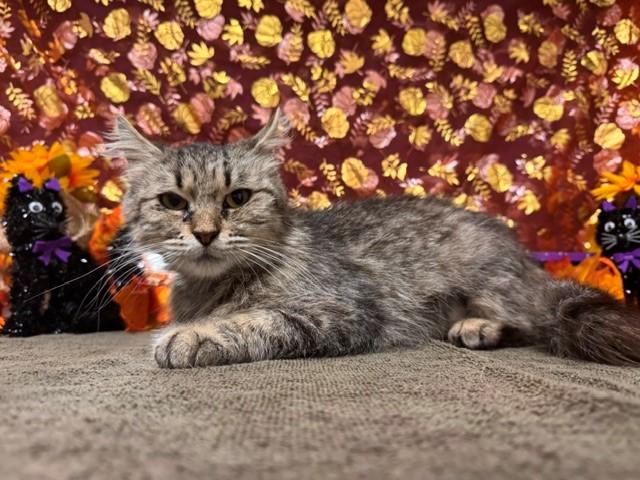 Enlarge HONEY, a Adoptable Domestic Long Hair in Fairfield, CA image 1/1