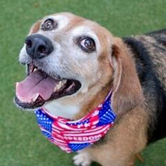 Enlarge Dolly, a Adoptable mixed breed in Largo, FL image 1/2