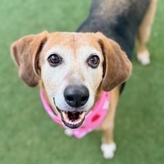 Enlarge Dolly, a Adoptable mixed breed in Largo, FL image 2/2